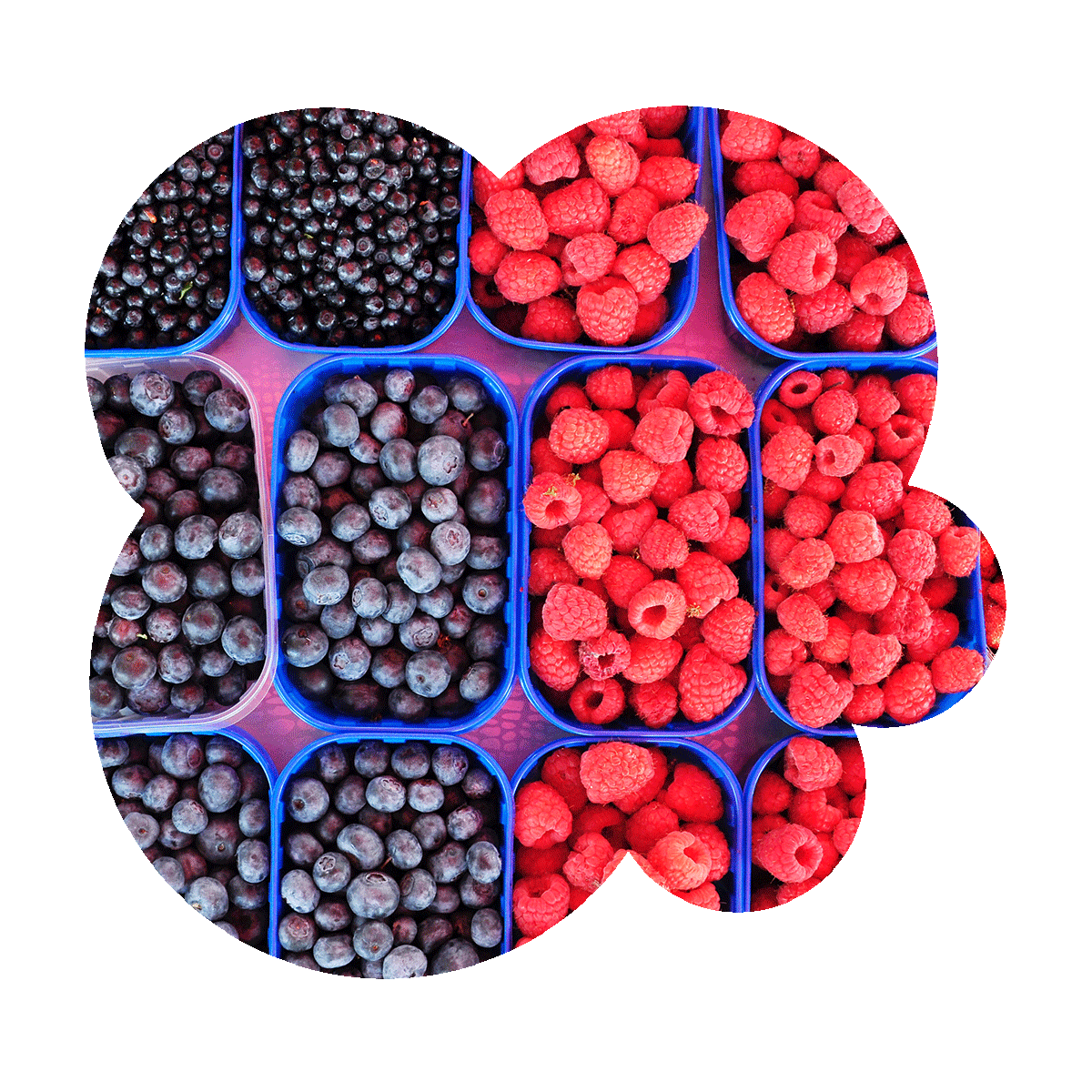 Are blueberries good for gut health? Easy Belly